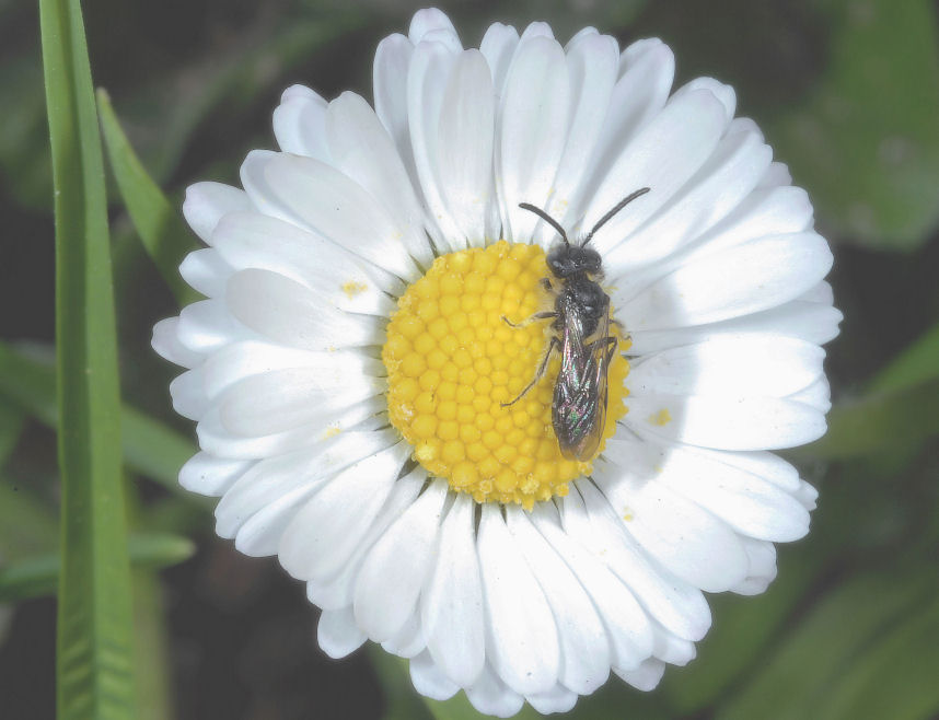 Contrapposizione.....!